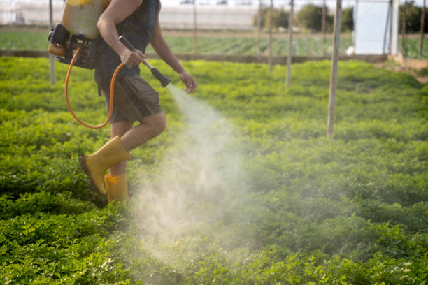 Best Affordable Pest Control Services  in Shirley, NY