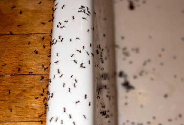 Best Pest Control Near Me  in Shirley, NY